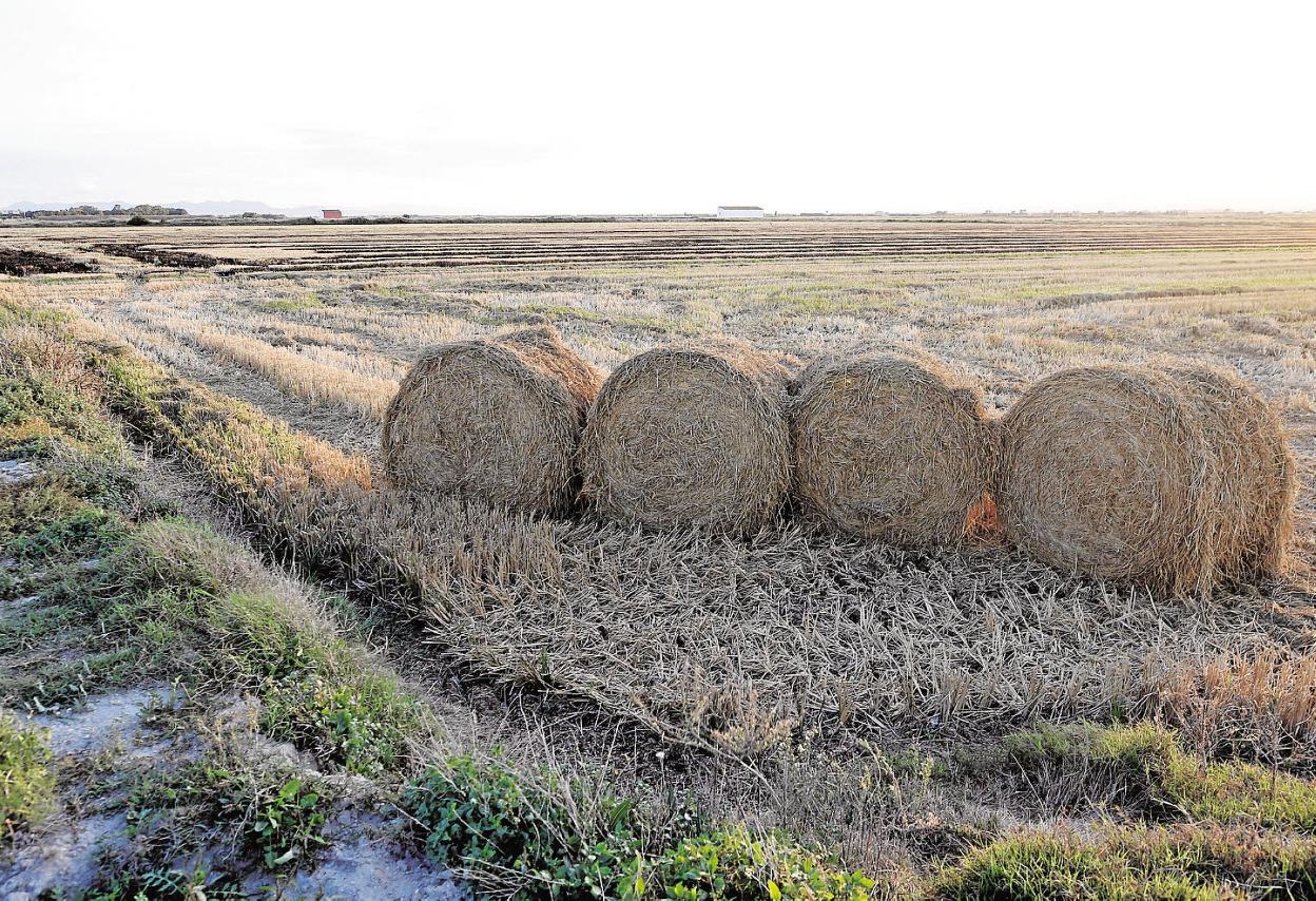 Campos de la Albufera con paquetes de paja del arroz. juanjo monzó