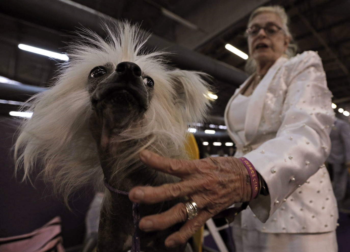 Un caniche llamado Shiba ha sido coronado 'Best in Show'' (el mejor perro) en el concurso anual Westminster Kennel ClubDog Show celebrado esta semana en Nueva York.