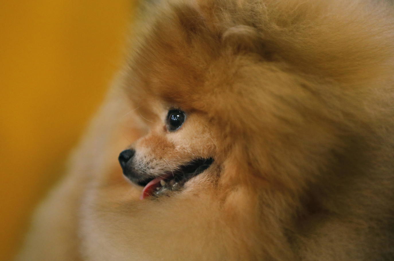 Un caniche llamado Shiba ha sido coronado 'Best in Show'' (el mejor perro) en el concurso anual Westminster Kennel ClubDog Show celebrado esta semana en Nueva York.