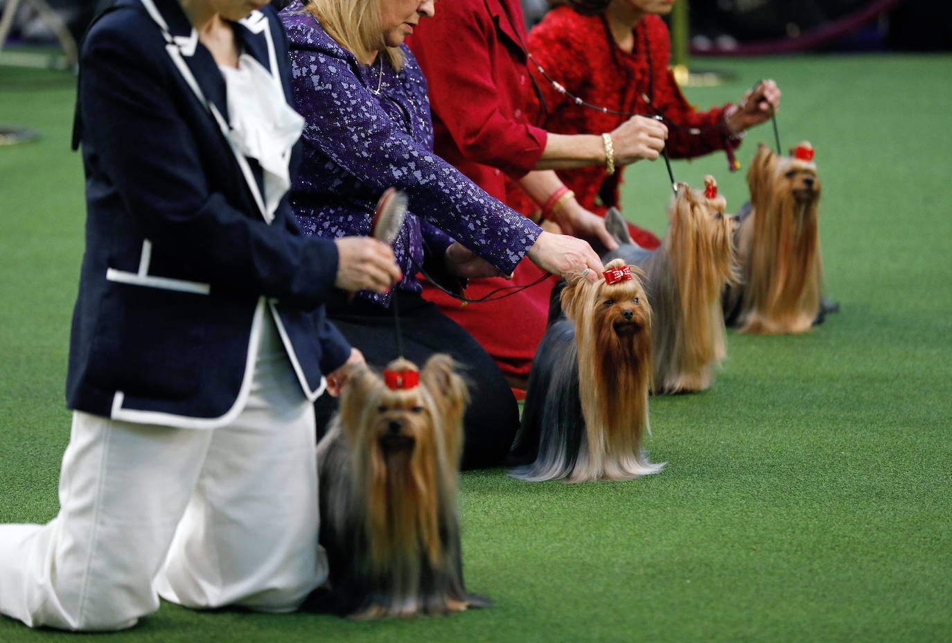 Un caniche llamado Shiba ha sido coronado 'Best in Show'' (el mejor perro) en el concurso anual Westminster Kennel ClubDog Show celebrado esta semana en Nueva York.