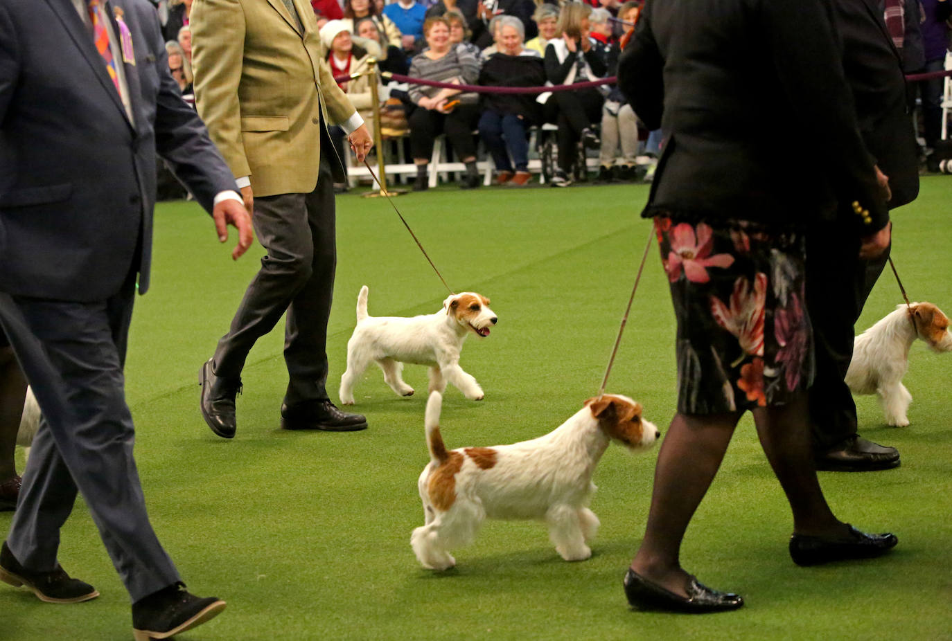 Un caniche llamado Shiba ha sido coronado 'Best in Show'' (el mejor perro) en el concurso anual Westminster Kennel ClubDog Show celebrado esta semana en Nueva York.