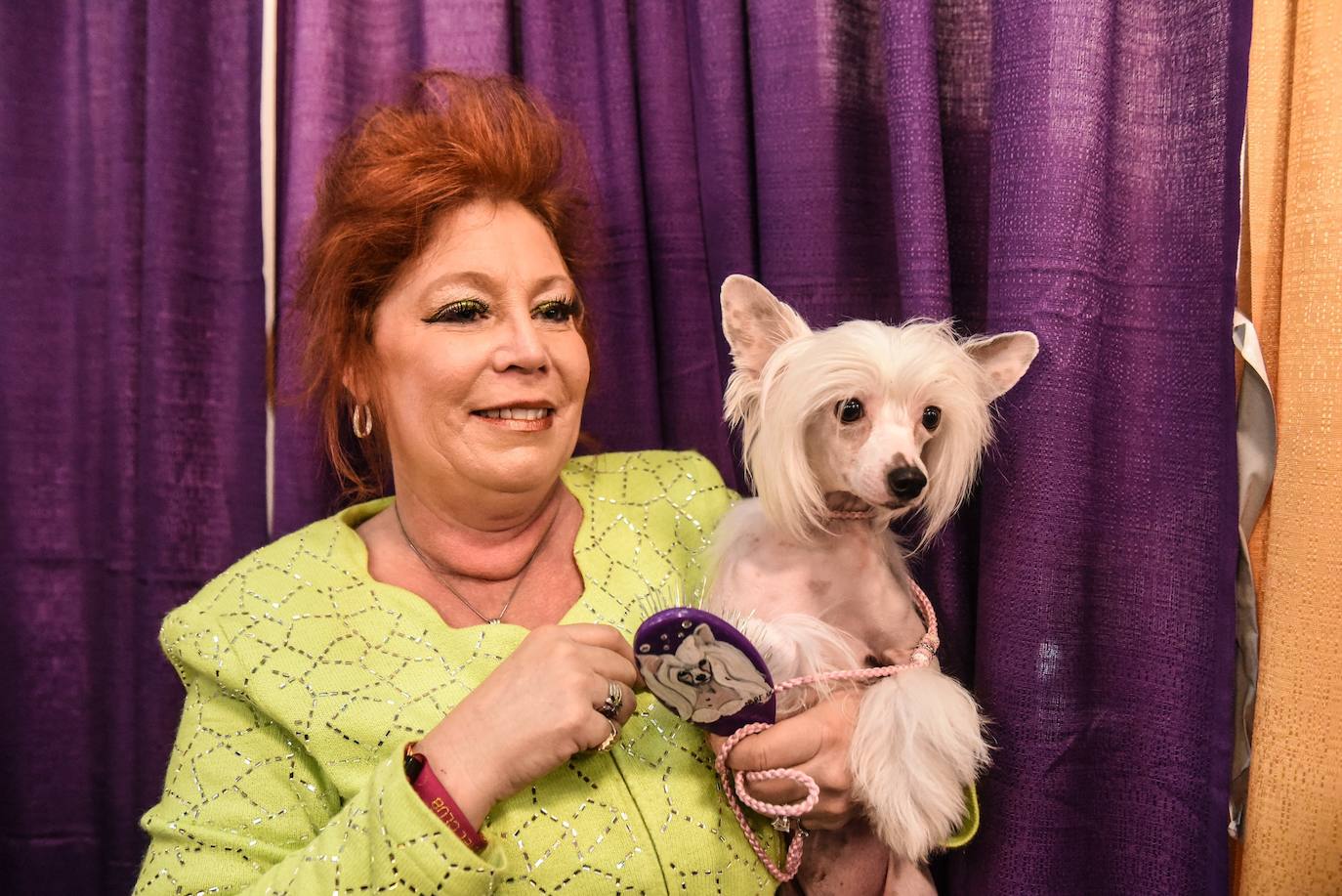 Un caniche llamado Shiba ha sido coronado 'Best in Show'' (el mejor perro) en el concurso anual Westminster Kennel ClubDog Show celebrado esta semana en Nueva York.