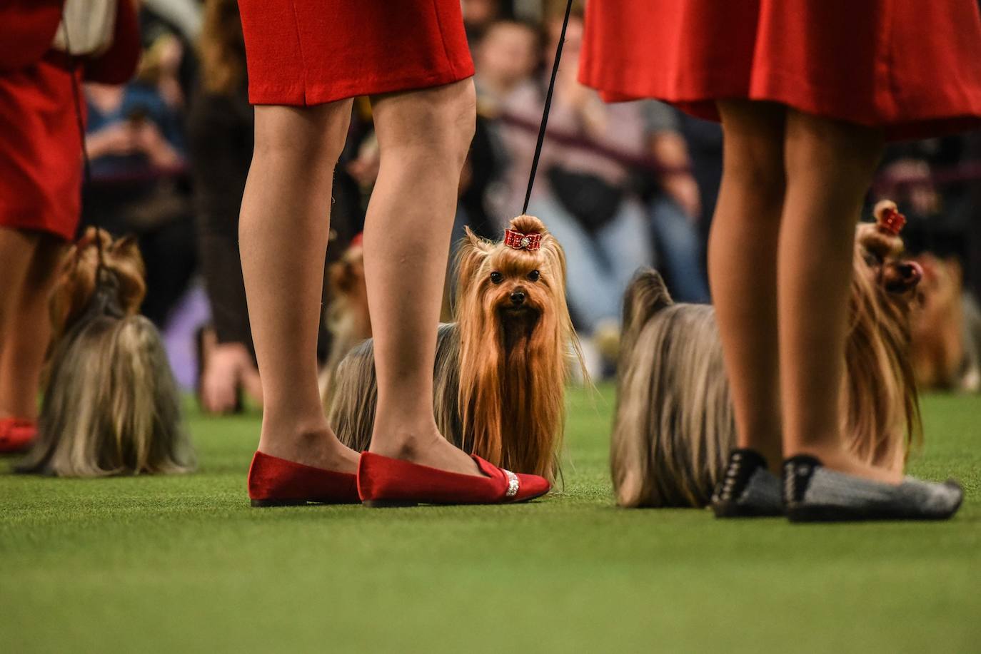 Un caniche llamado Shiba ha sido coronado 'Best in Show'' (el mejor perro) en el concurso anual Westminster Kennel ClubDog Show celebrado esta semana en Nueva York.