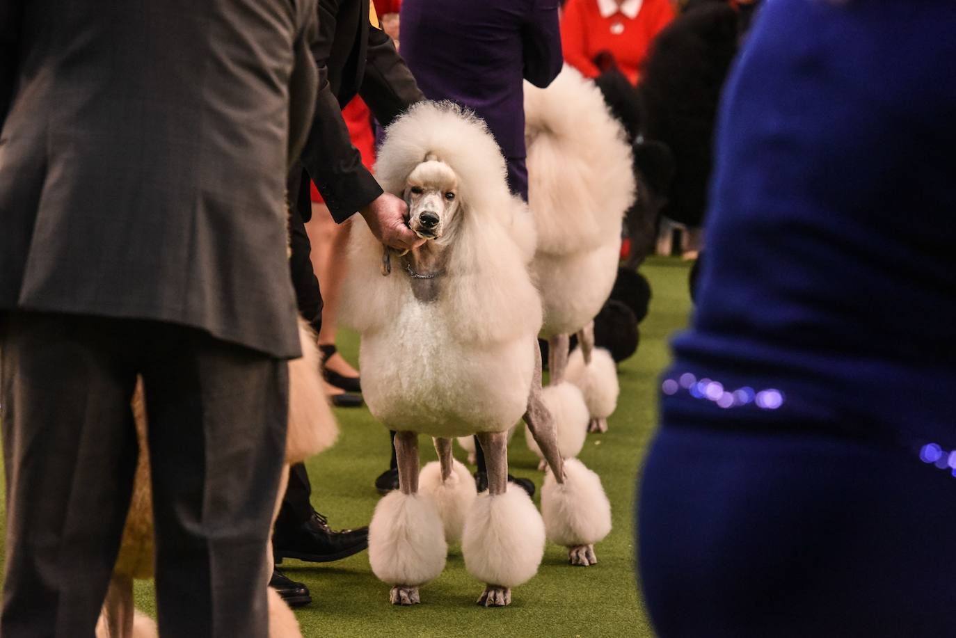 Un caniche llamado Shiba ha sido coronado 'Best in Show'' (el mejor perro) en el concurso anual Westminster Kennel ClubDog Show celebrado esta semana en Nueva York.