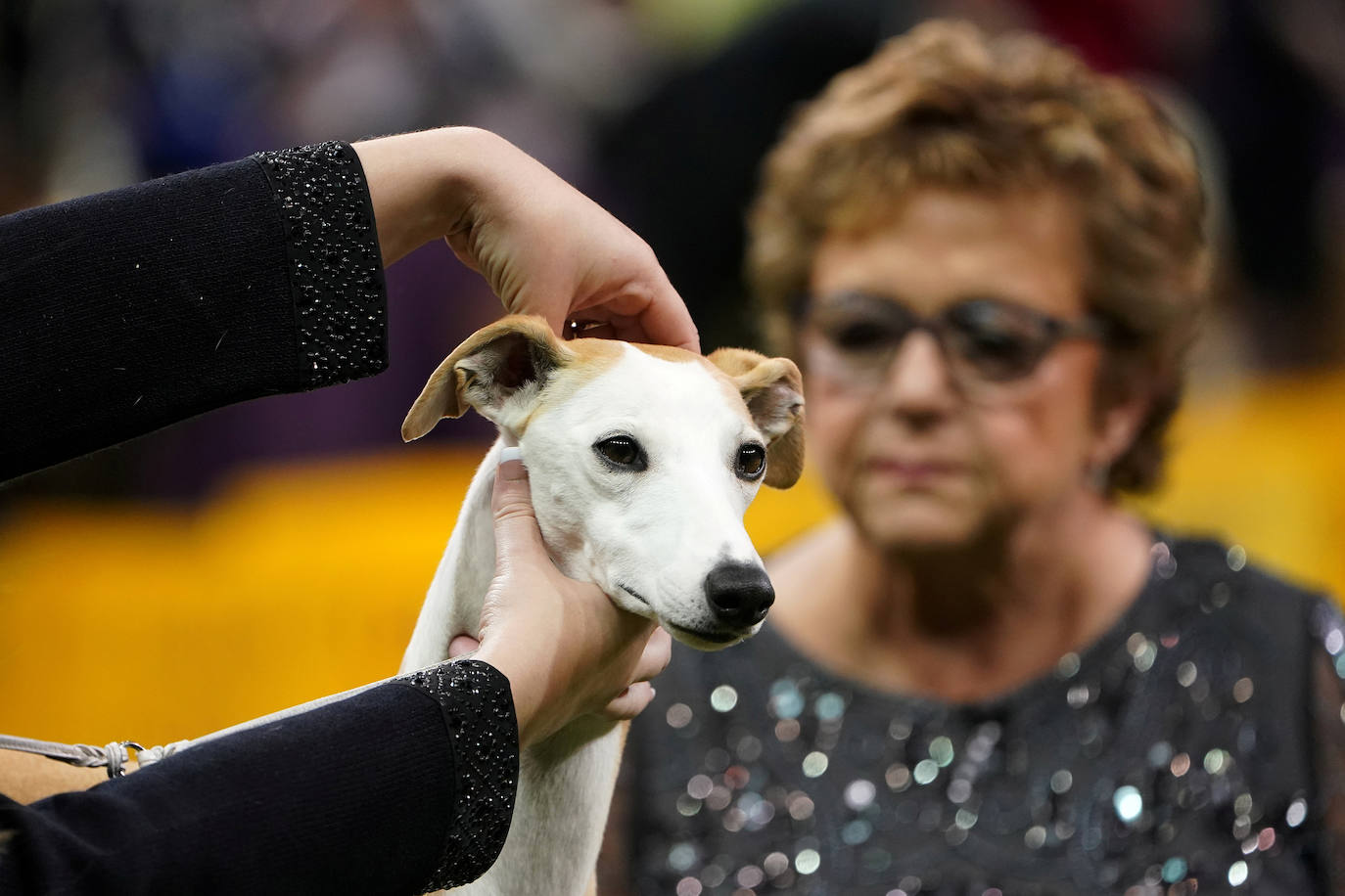 Un caniche llamado Shiba ha sido coronado 'Best in Show'' (el mejor perro) en el concurso anual Westminster Kennel ClubDog Show celebrado esta semana en Nueva York.