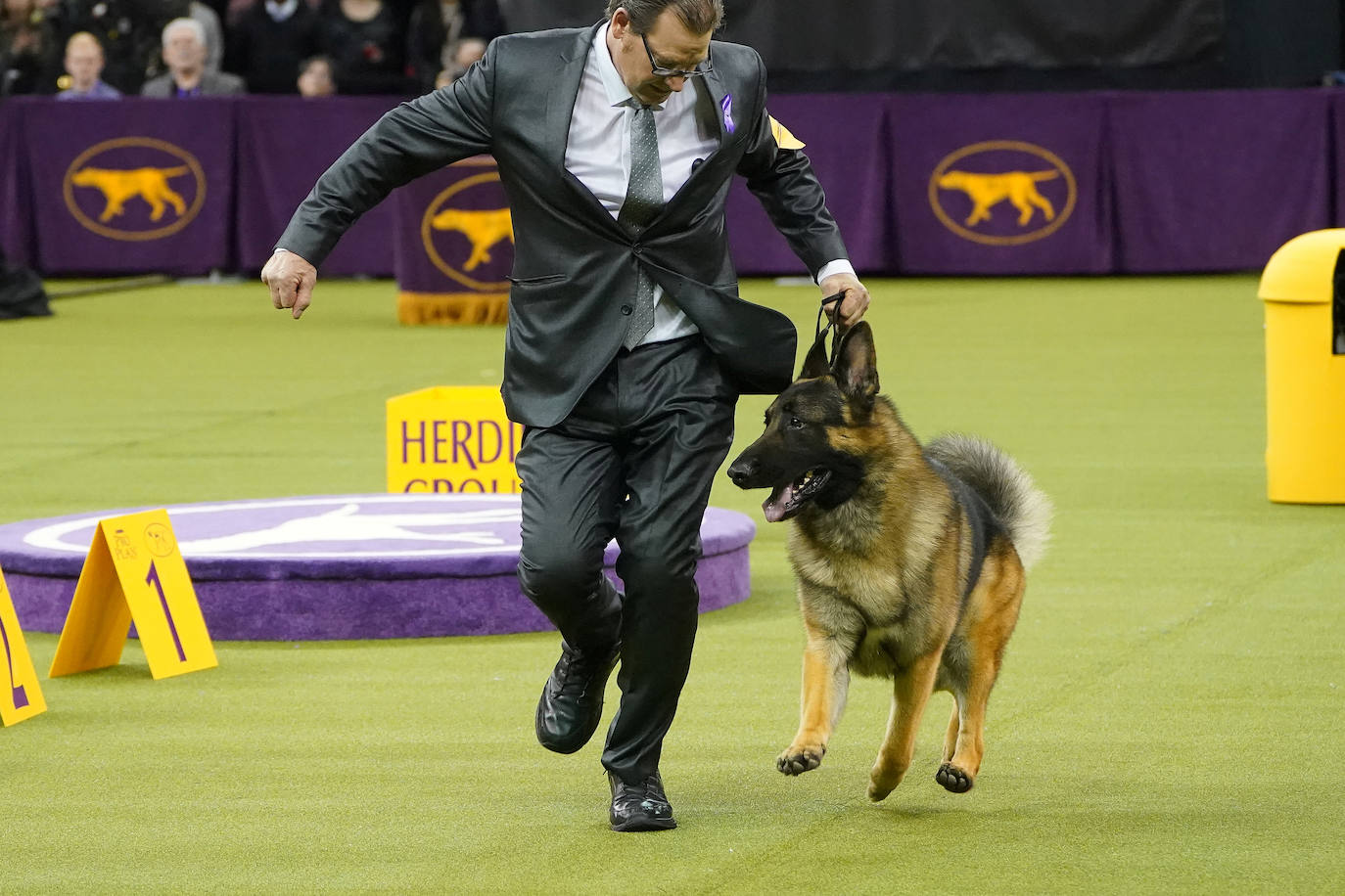 Un caniche llamado Shiba ha sido coronado 'Best in Show'' (el mejor perro) en el concurso anual Westminster Kennel ClubDog Show celebrado esta semana en Nueva York.