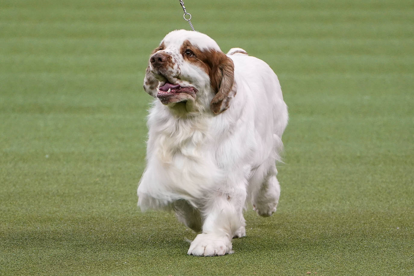 Un caniche llamado Shiba ha sido coronado 'Best in Show'' (el mejor perro) en el concurso anual Westminster Kennel ClubDog Show celebrado esta semana en Nueva York.