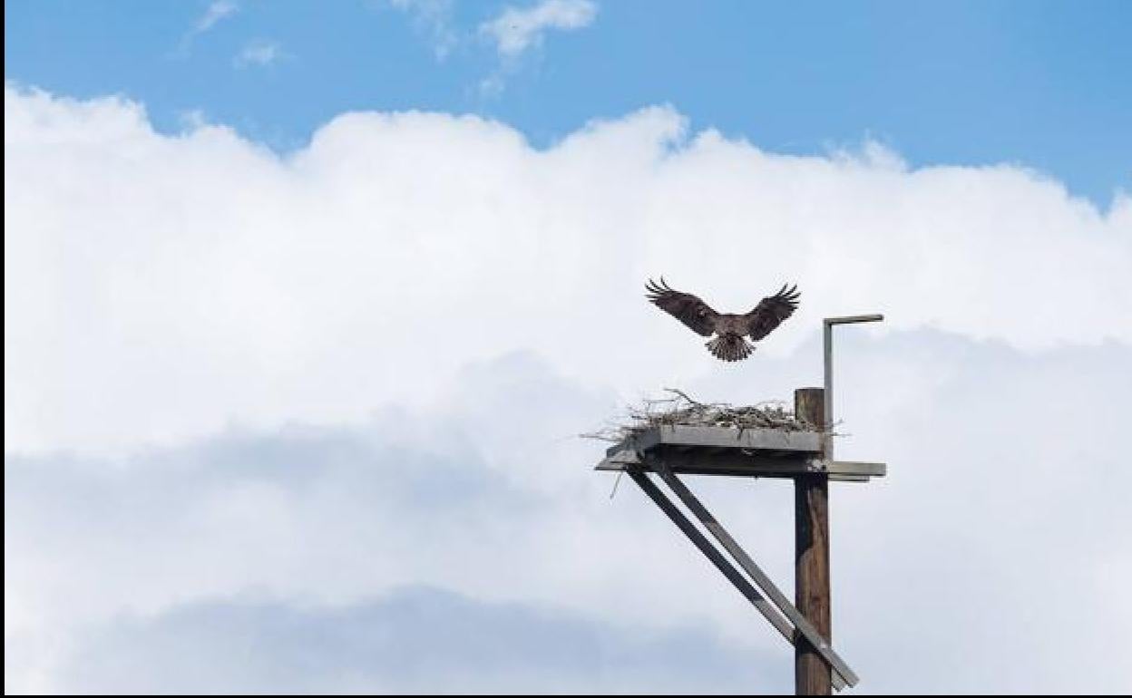 Un ejemplar de águila pescadora.