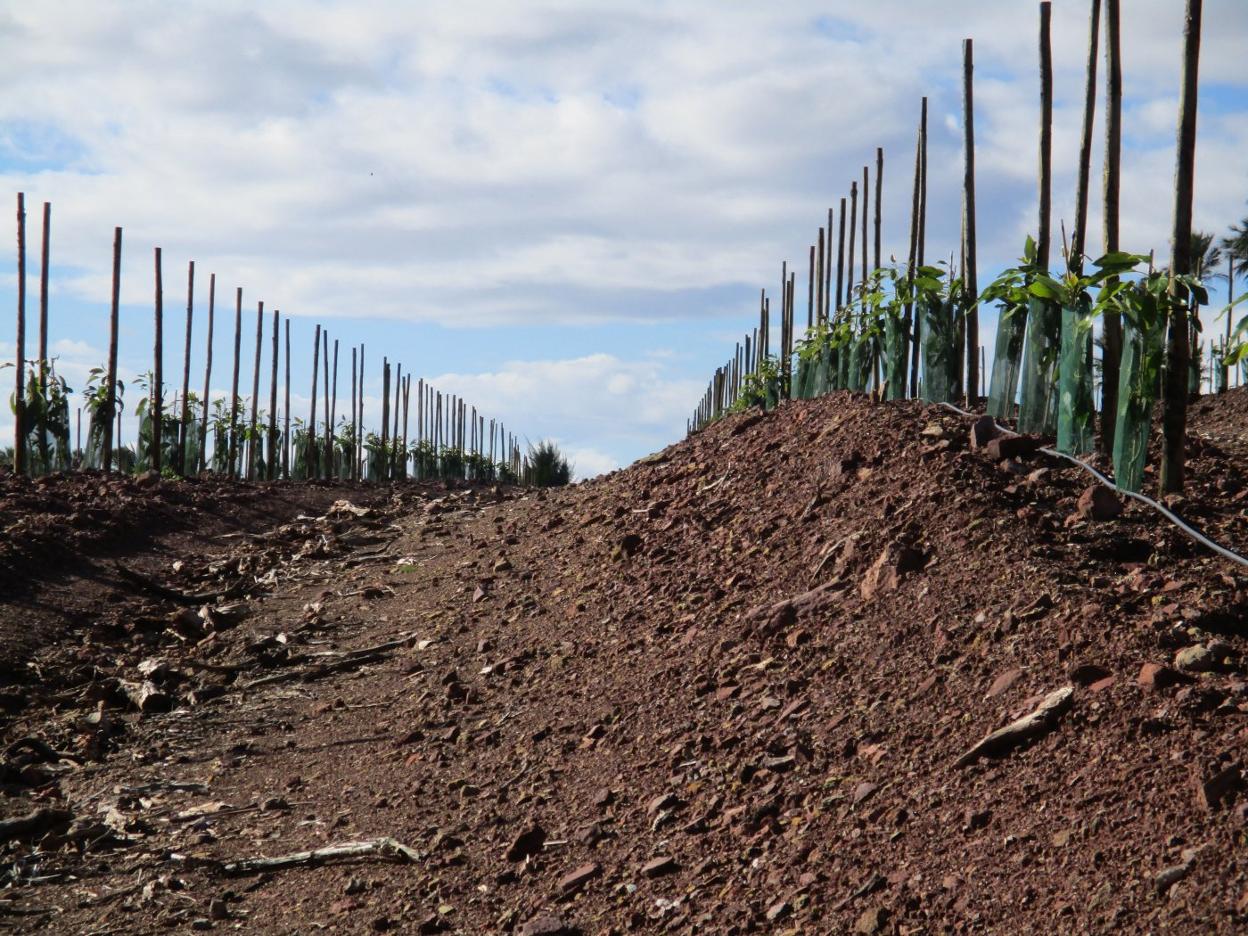 Una parcela agraria reconvertida al cultivo de aguacates. v. lladró