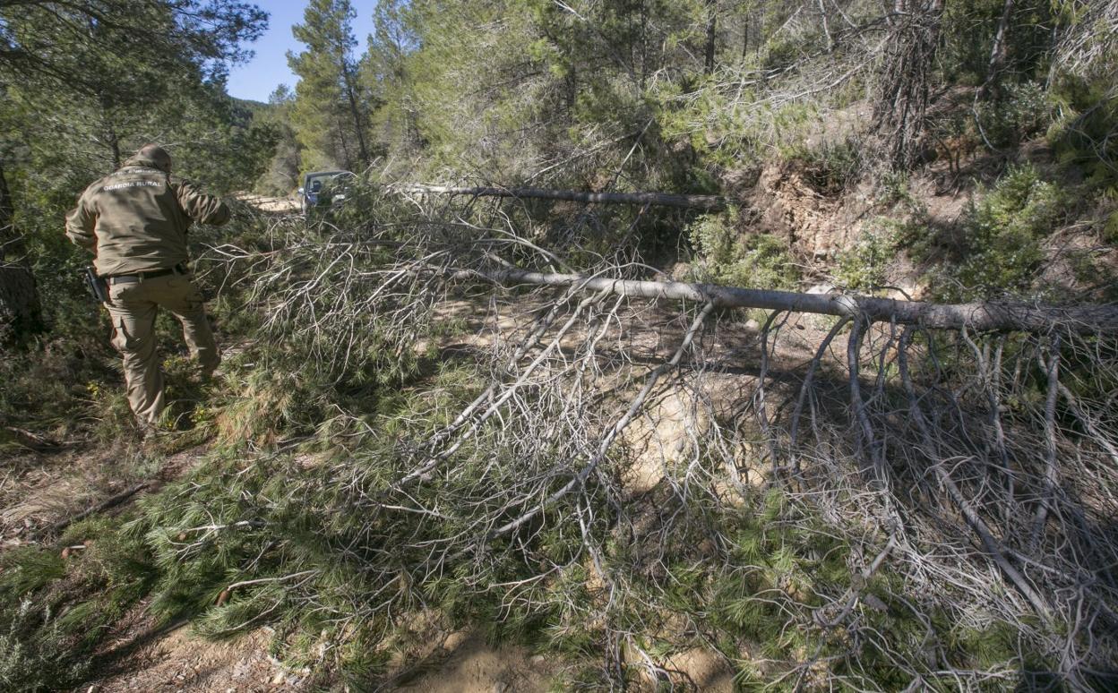 Pista forestal. El guardia rural intenta apartar un árbol caído en un camino de Enguera.