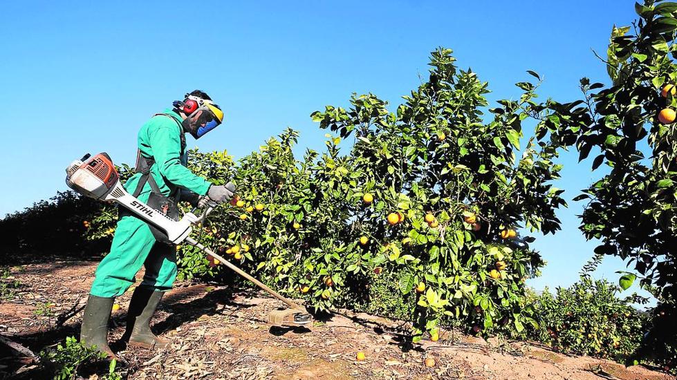 Víctor, con la indumentaria empleada para las labores agrícolas, en un campo de cítricos de Carcaixent. 