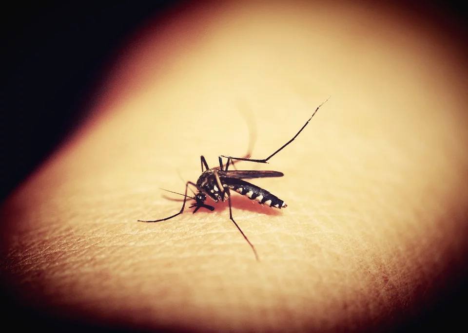 La malaria sigue matando a millones de personas al año, principalmente en África. La enfermedad, que se transmite por un parásito a través de un mosquito, azotó Europa hasta después de la Segunda Guerra Mundial y fue endémica en países como Grecia, Itlaia y Portugal. La OMS lanzó un programa a partir de los años cuarenta para erradicar mundialmente la plaga con fumigaciones masivas del peligroso insecticida DDT y en España desapareció por completo en 1975. No fue hasta 2015 cuando la organización declaró oficialmente al continenete europeo como libre de malaria por completo.