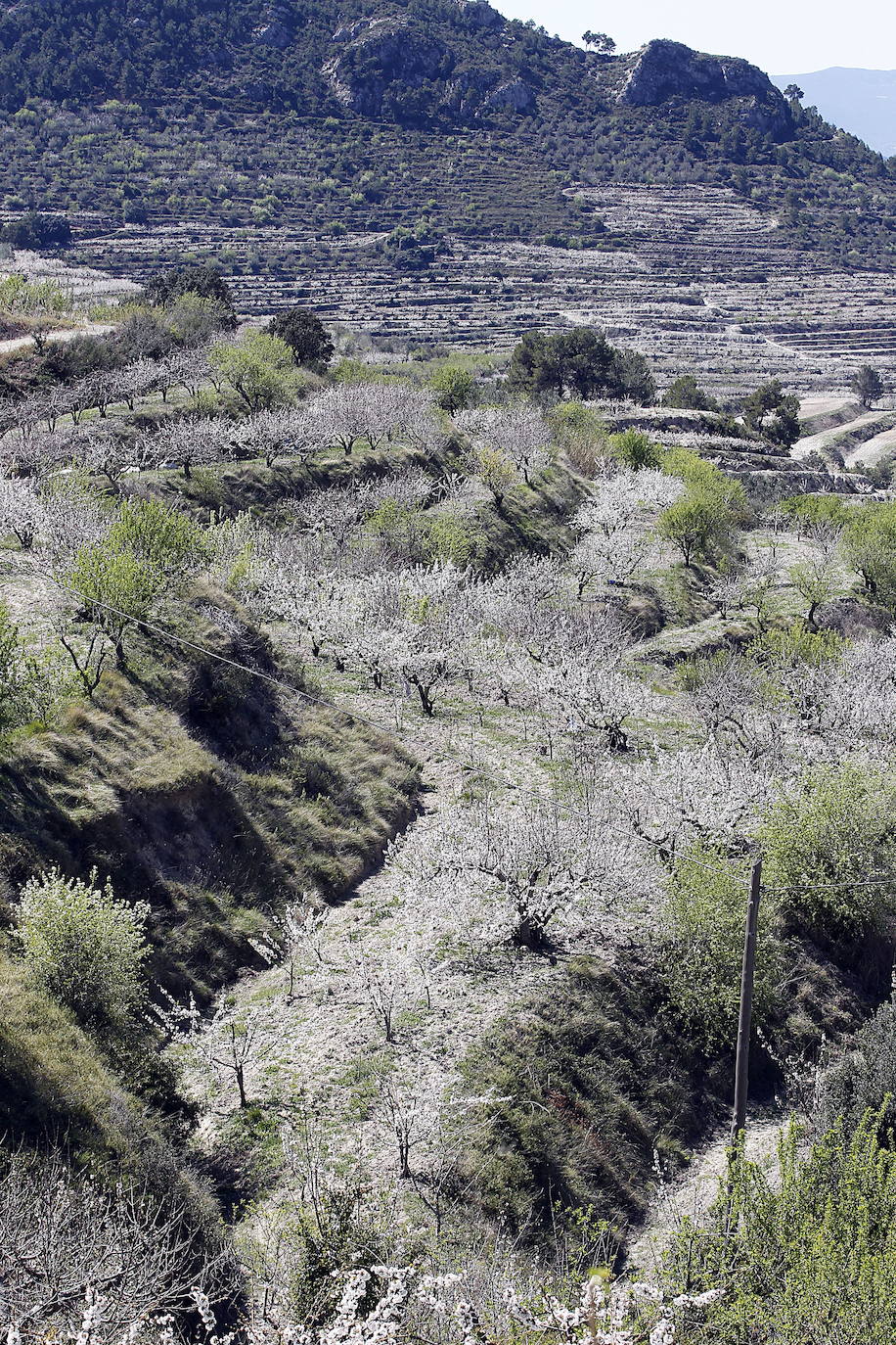 La Vall de Gallinera, en la comarca alicantina de la Marina Alta, se ha aupado al primer puesto en el ranking de los mejores cerezos en flor de España, según la revista de viajes Condé Nast Traveler. Por detrás, en el segundo lugar se ha situado Alfarnate, en Málaga; el tercero puesto ha sido para el Valle del Jerte, en Cáceres; el cuarto, El Hornillo en Ávila; y, el quinto puesto le corresponde al Valle de las Caderechas en Burgos.