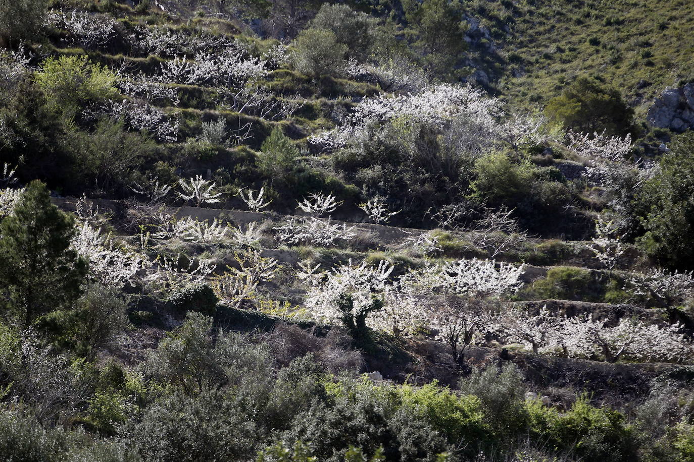 La Vall de Gallinera, en la comarca alicantina de la Marina Alta, se ha aupado al primer puesto en el ranking de los mejores cerezos en flor de España, según la revista de viajes Condé Nast Traveler. Por detrás, en el segundo lugar se ha situado Alfarnate, en Málaga; el tercero puesto ha sido para el Valle del Jerte, en Cáceres; el cuarto, El Hornillo en Ávila; y, el quinto puesto le corresponde al Valle de las Caderechas en Burgos.