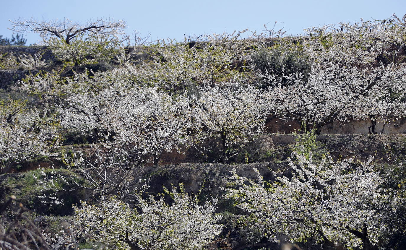 La Vall de Gallinera, en la comarca alicantina de la Marina Alta, se ha aupado al primer puesto en el ranking de los mejores cerezos en flor de España, según la revista de viajes Condé Nast Traveler. Por detrás, en el segundo lugar se ha situado Alfarnate, en Málaga; el tercero puesto ha sido para el Valle del Jerte, en Cáceres; el cuarto, El Hornillo en Ávila; y, el quinto puesto le corresponde al Valle de las Caderechas en Burgos.