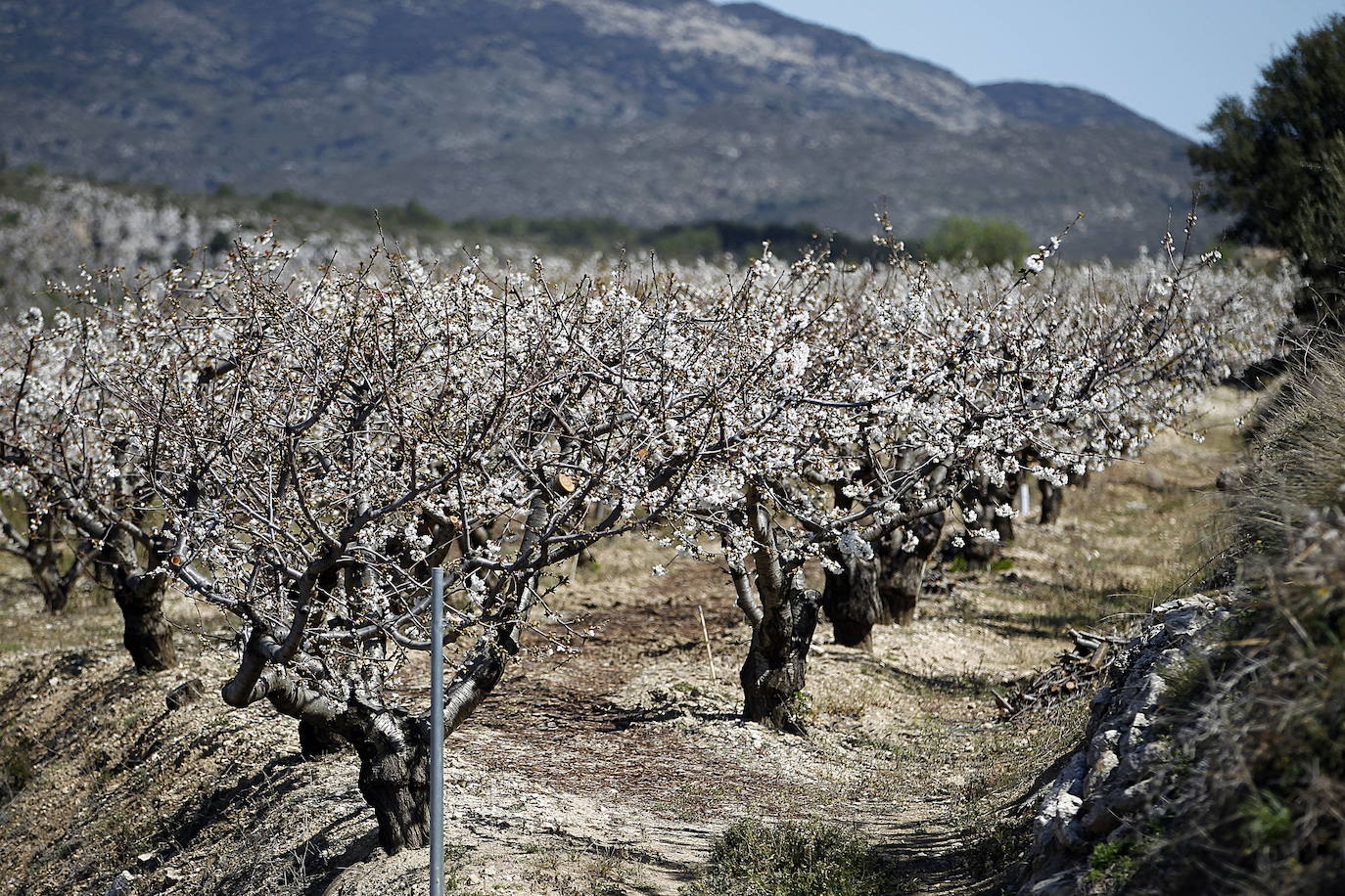 La Vall de Gallinera, en la comarca alicantina de la Marina Alta, se ha aupado al primer puesto en el ranking de los mejores cerezos en flor de España, según la revista de viajes Condé Nast Traveler. Por detrás, en el segundo lugar se ha situado Alfarnate, en Málaga; el tercero puesto ha sido para el Valle del Jerte, en Cáceres; el cuarto, El Hornillo en Ávila; y, el quinto puesto le corresponde al Valle de las Caderechas en Burgos.