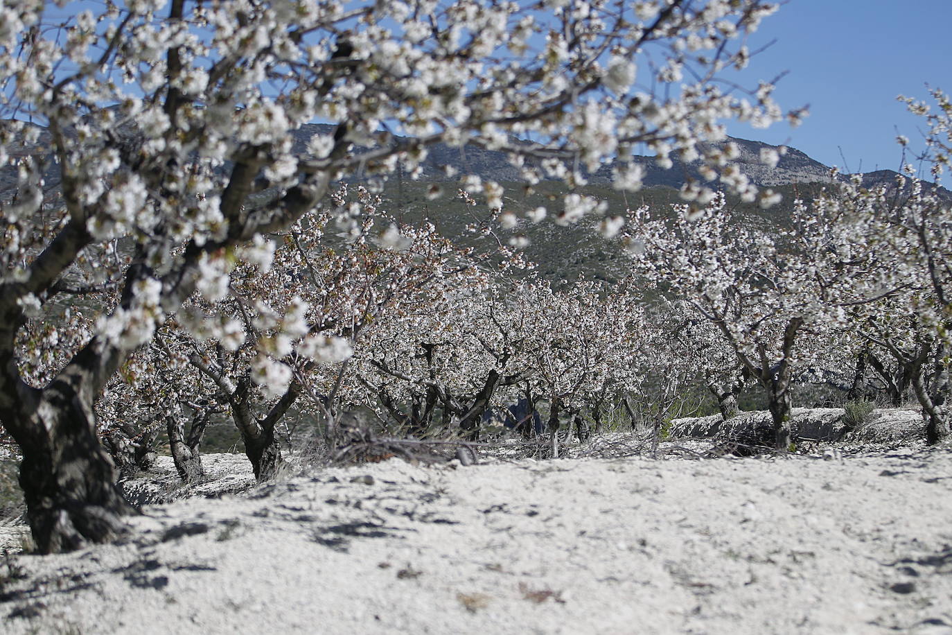 La Vall de Gallinera, en la comarca alicantina de la Marina Alta, se ha aupado al primer puesto en el ranking de los mejores cerezos en flor de España, según la revista de viajes Condé Nast Traveler. Por detrás, en el segundo lugar se ha situado Alfarnate, en Málaga; el tercero puesto ha sido para el Valle del Jerte, en Cáceres; el cuarto, El Hornillo en Ávila; y, el quinto puesto le corresponde al Valle de las Caderechas en Burgos.