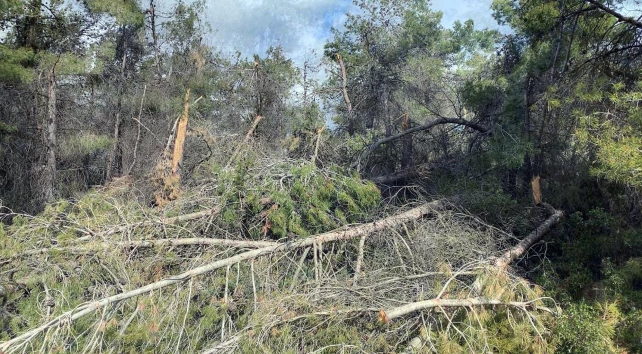 u Árboles partidos. Estado de un bosque en el puerto de Onil tras el paso de 'Gloria'. 