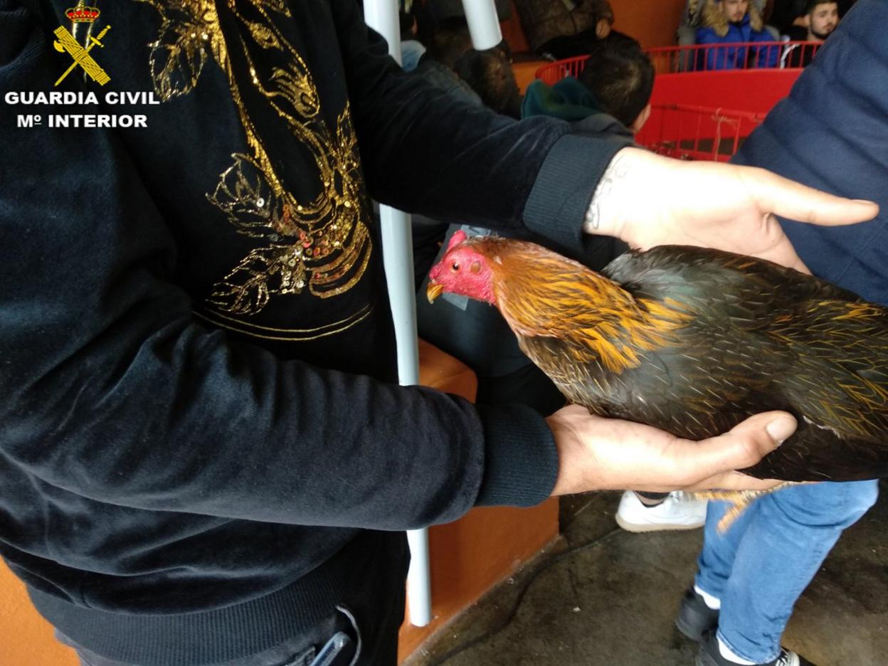 Uno de los gallos requisados. lp