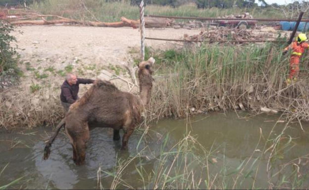 Rescate del dromedario en la acequia