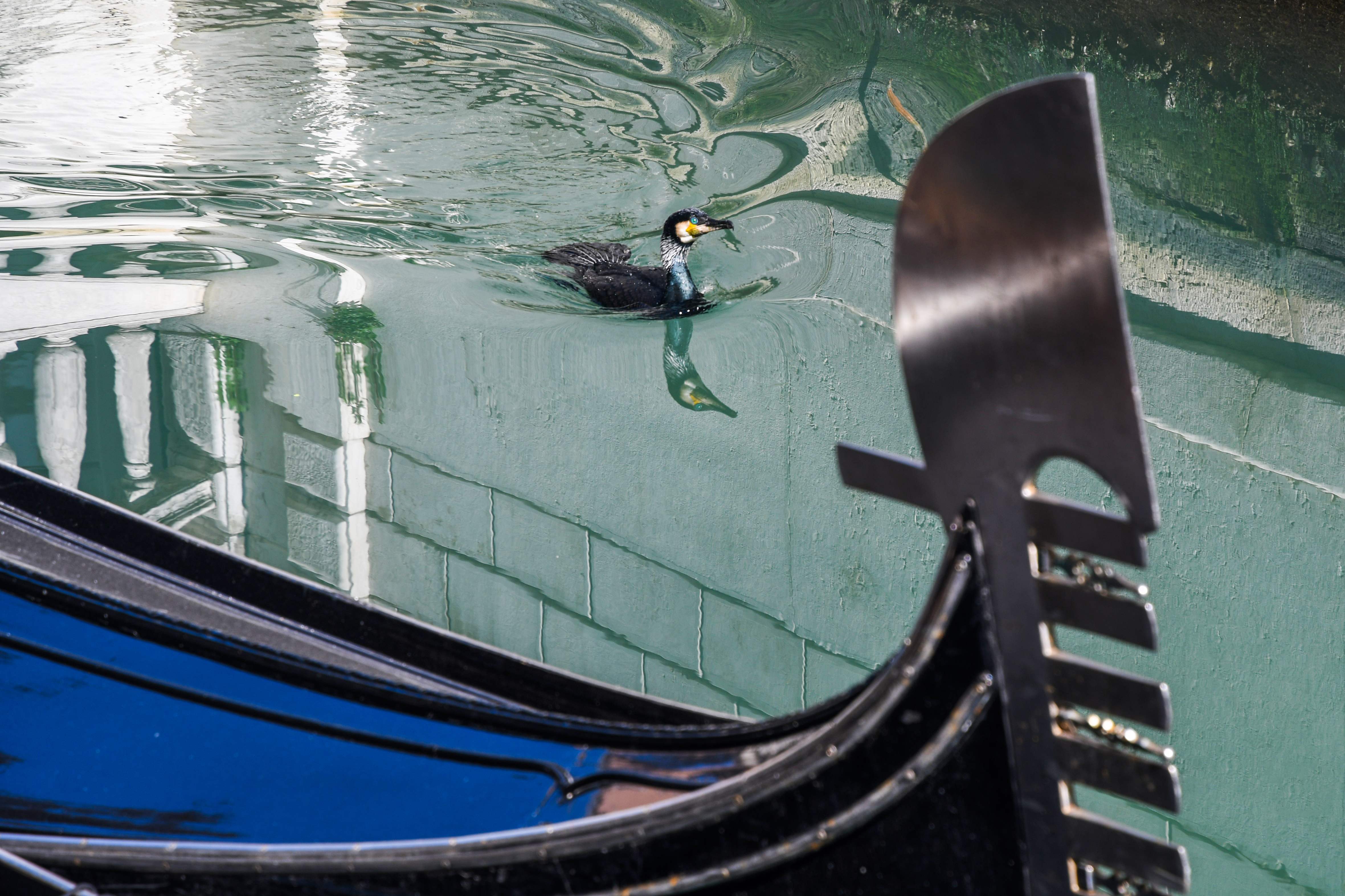 Los patos disfrutan de los canales de Venecia que han recuperado sus aguas limpias.