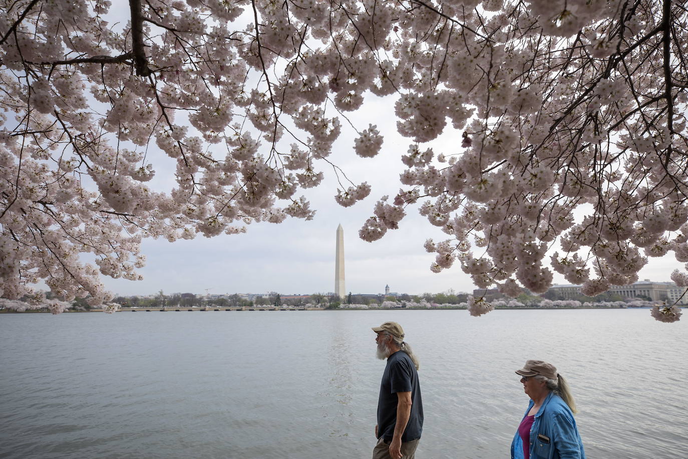 Japón, Alemania, Suecia y Estados Unidos, entre otros lugares del mundo, disfrutan ya de este maravilloso espectáculo natural que se da entre finales de marzo y principios de abril.