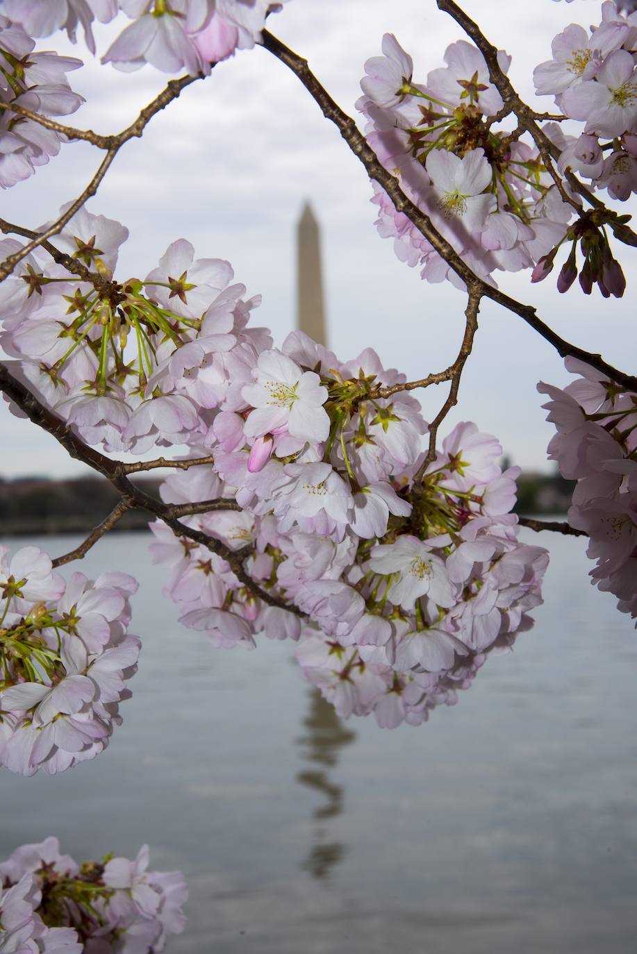 Japón, Alemania, Suecia y Estados Unidos, entre otros lugares del mundo, disfrutan ya de este maravilloso espectáculo natural que se da entre finales de marzo y principios de abril.