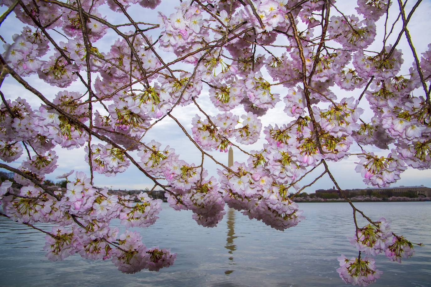 Japón, Alemania, Suecia y Estados Unidos, entre otros lugares del mundo, disfrutan ya de este maravilloso espectáculo natural que se da entre finales de marzo y principios de abril.