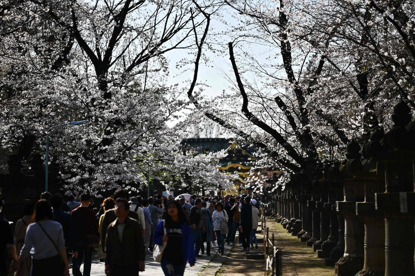 Japón, Alemania, Suecia y Estados Unidos, entre otros lugares del mundo, disfrutan ya de este maravilloso espectáculo natural que se da entre finales de marzo y principios de abril.