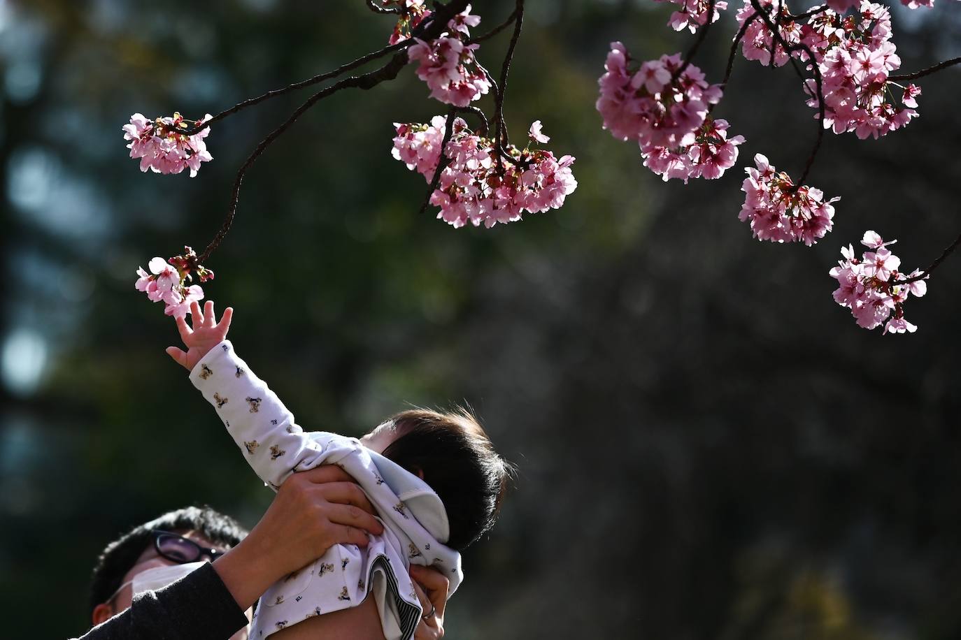 Japón, Alemania, Suecia y Estados Unidos, entre otros lugares del mundo, disfrutan ya de este maravilloso espectáculo natural que se da entre finales de marzo y principios de abril.