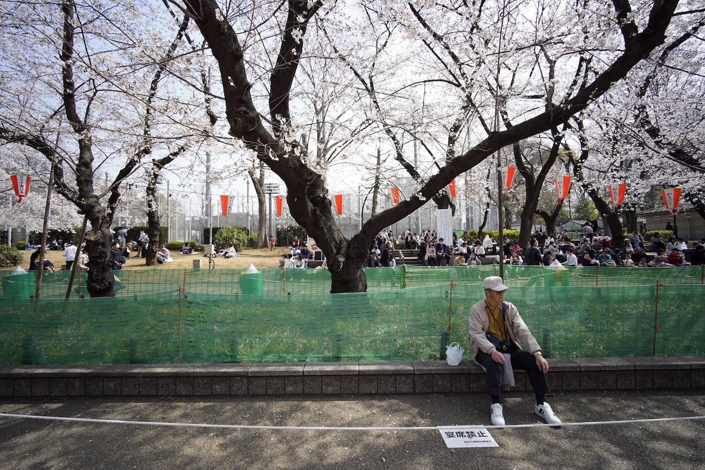 Japón, Alemania, Suecia y Estados Unidos, entre otros lugares del mundo, disfrutan ya de este maravilloso espectáculo natural que se da entre finales de marzo y principios de abril.