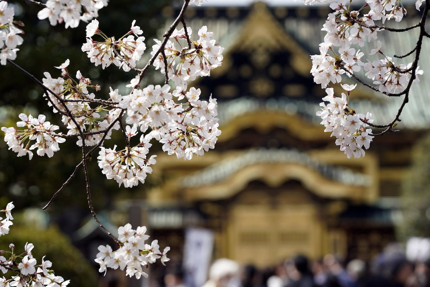 Japón, Alemania, Suecia y Estados Unidos, entre otros lugares del mundo, disfrutan ya de este maravilloso espectáculo natural que se da entre finales de marzo y principios de abril.