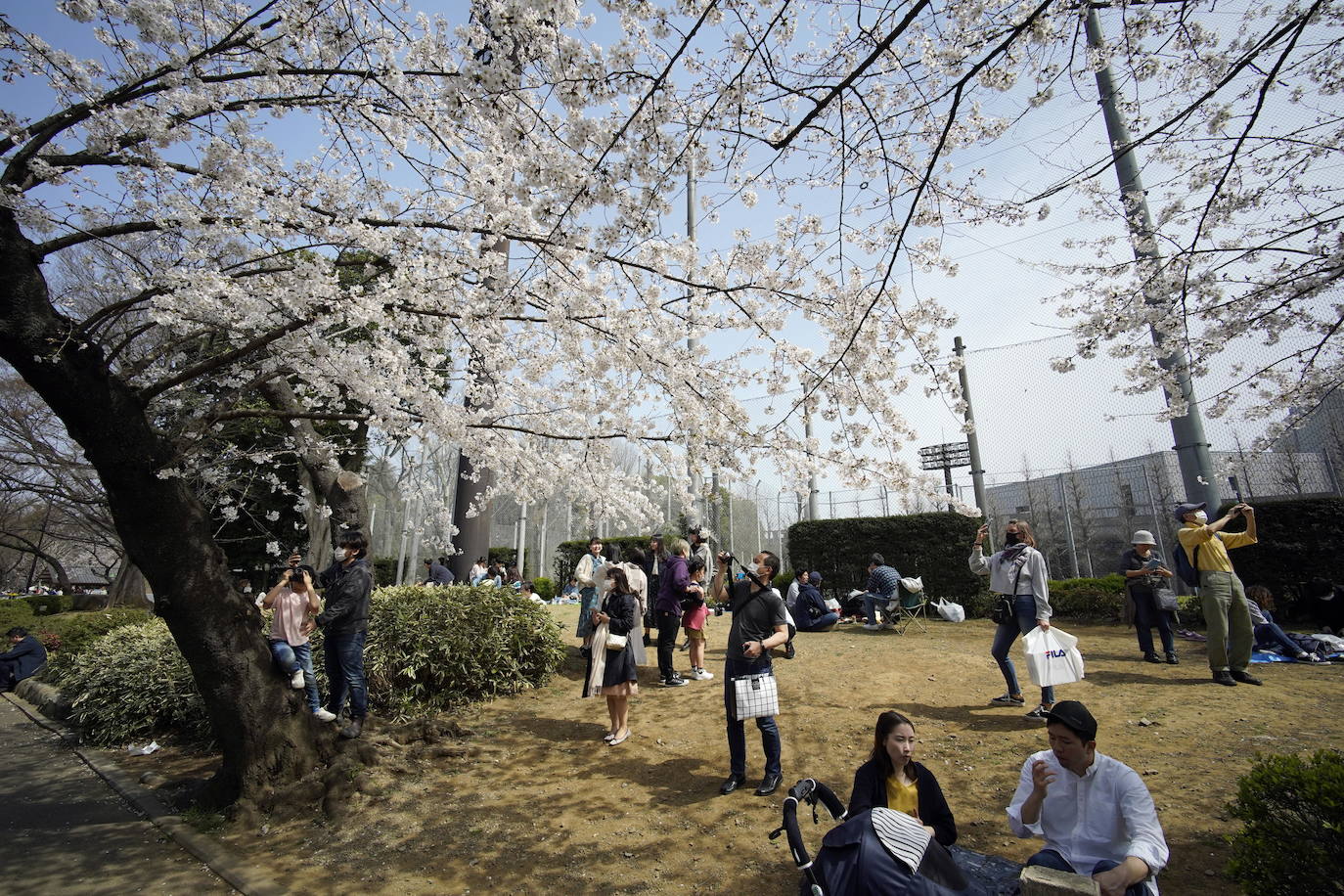 Japón, Alemania, Suecia y Estados Unidos, entre otros lugares del mundo, disfrutan ya de este maravilloso espectáculo natural que se da entre finales de marzo y principios de abril.