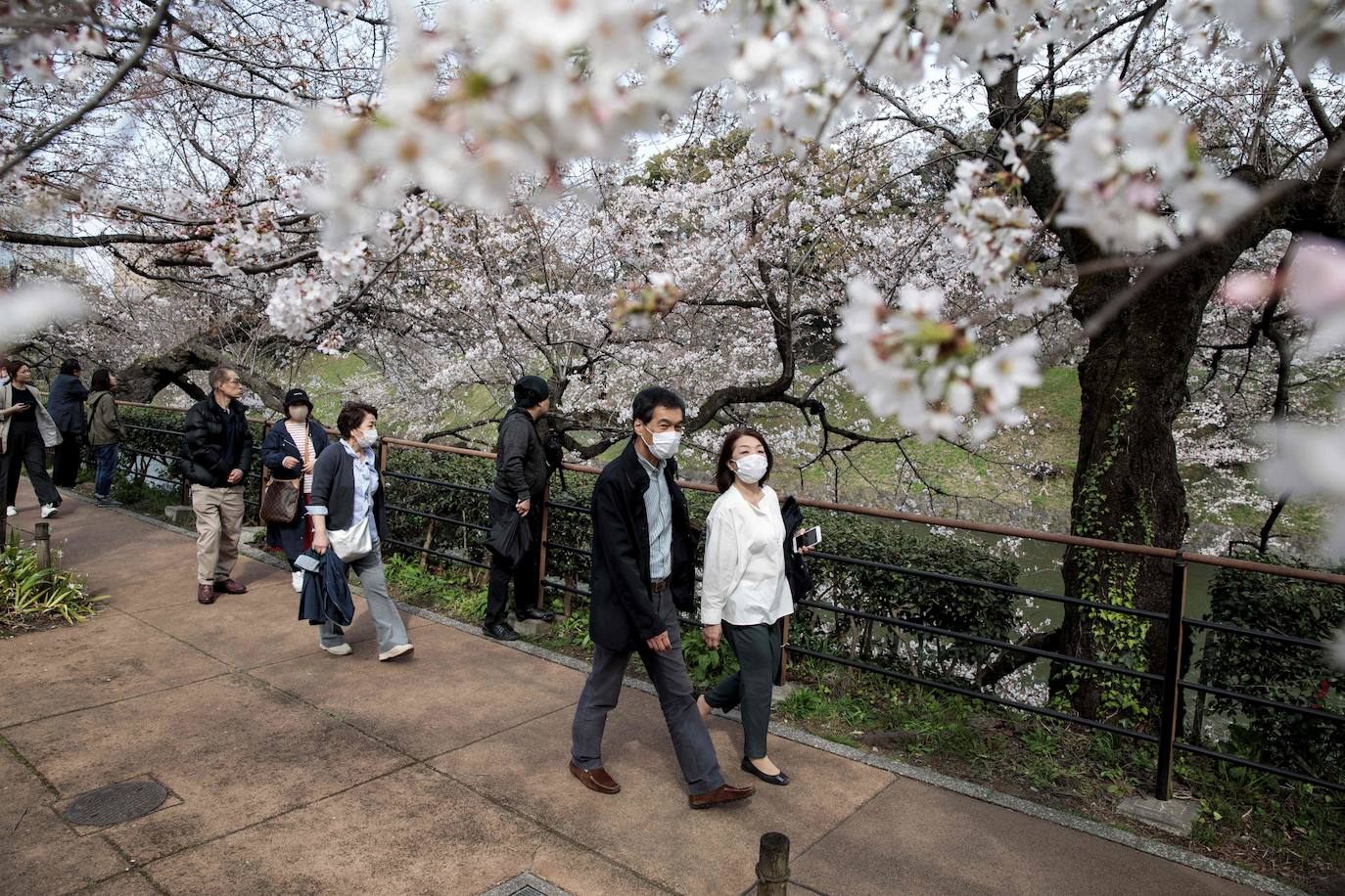 Japón, Alemania, Suecia y Estados Unidos, entre otros lugares del mundo, disfrutan ya de este maravilloso espectáculo natural que se da entre finales de marzo y principios de abril.