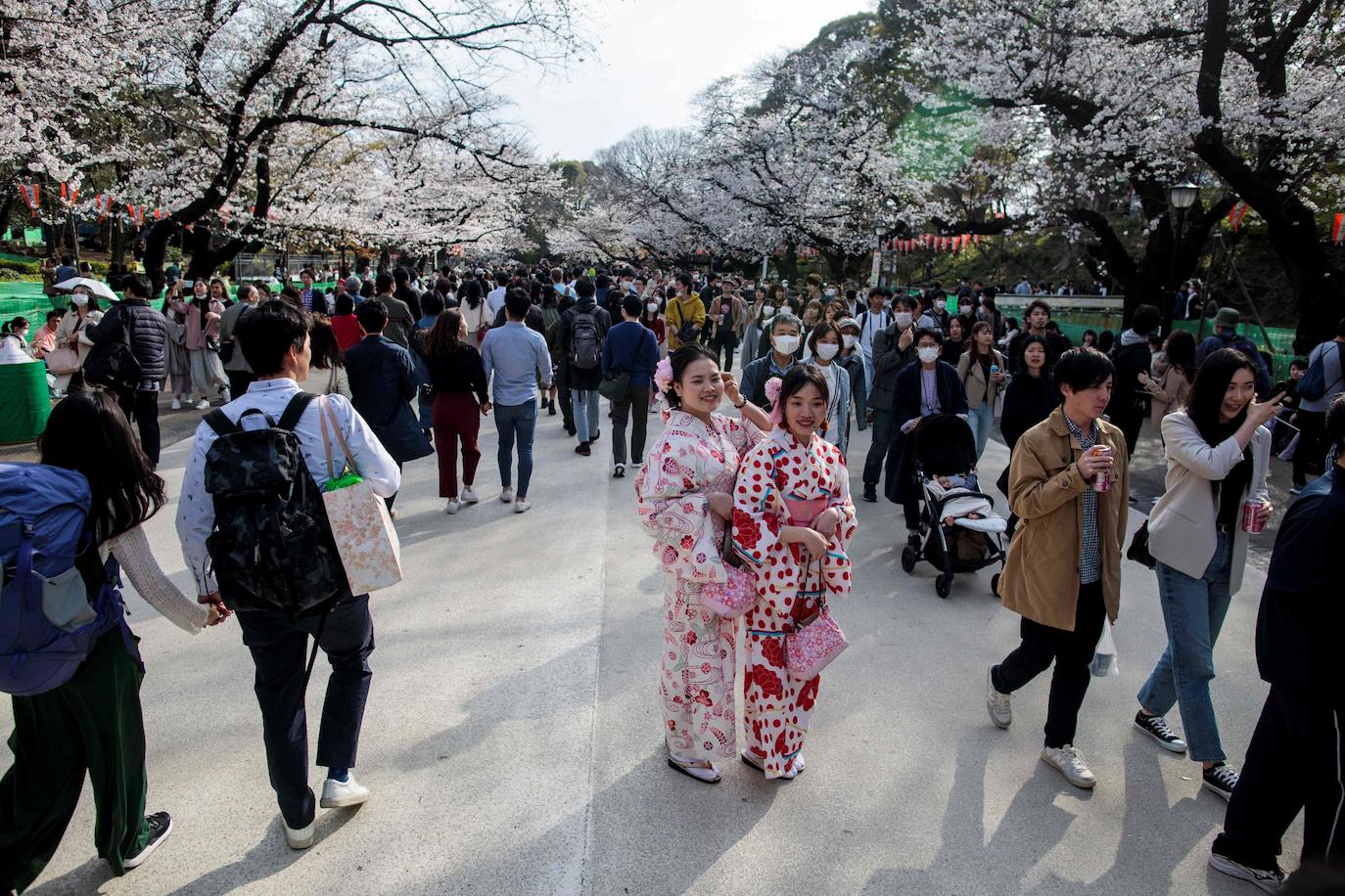 Japón, Alemania, Suecia y Estados Unidos, entre otros lugares del mundo, disfrutan ya de este maravilloso espectáculo natural que se da entre finales de marzo y principios de abril.