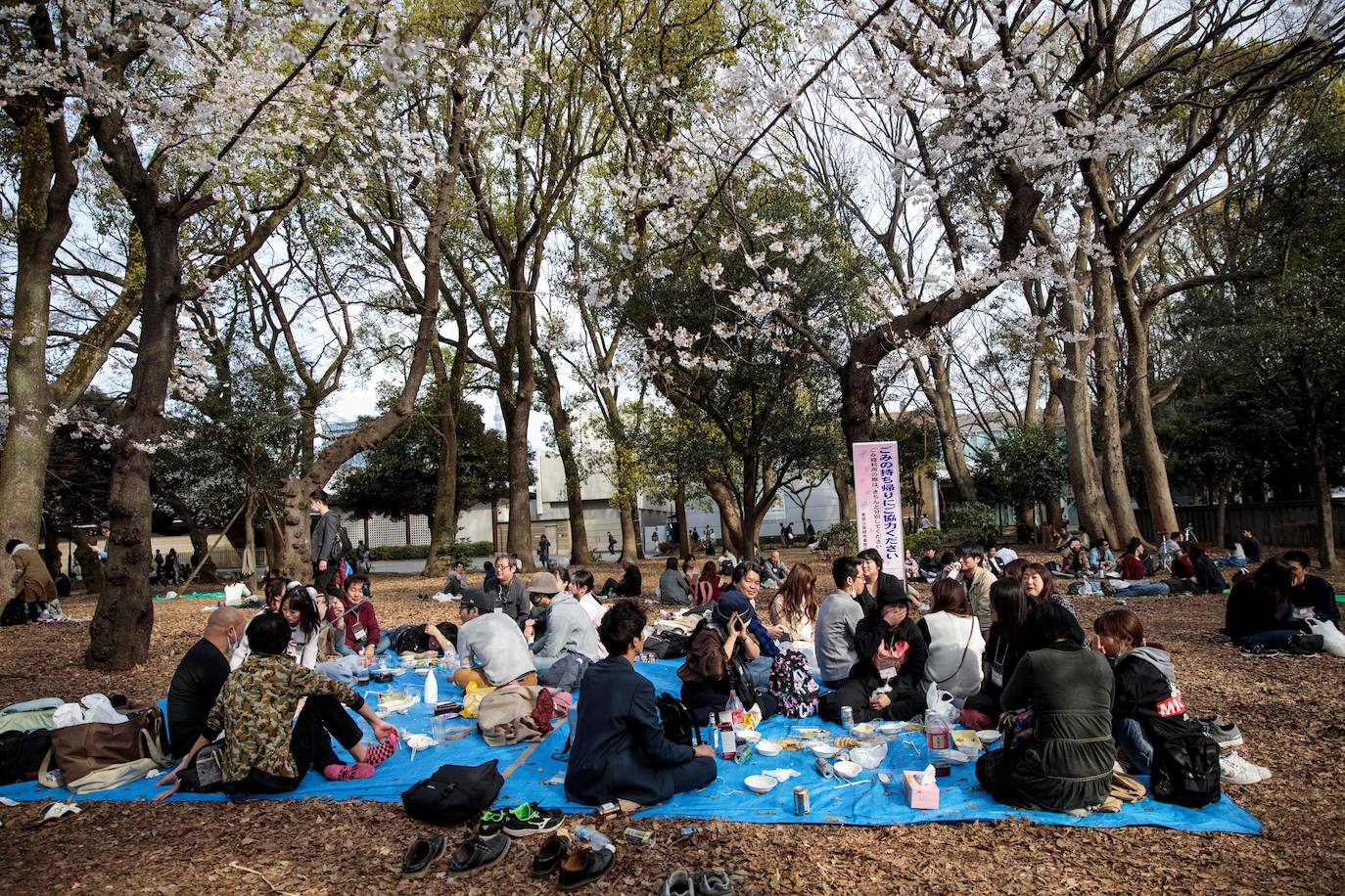 Japón, Alemania, Suecia y Estados Unidos, entre otros lugares del mundo, disfrutan ya de este maravilloso espectáculo natural que se da entre finales de marzo y principios de abril.