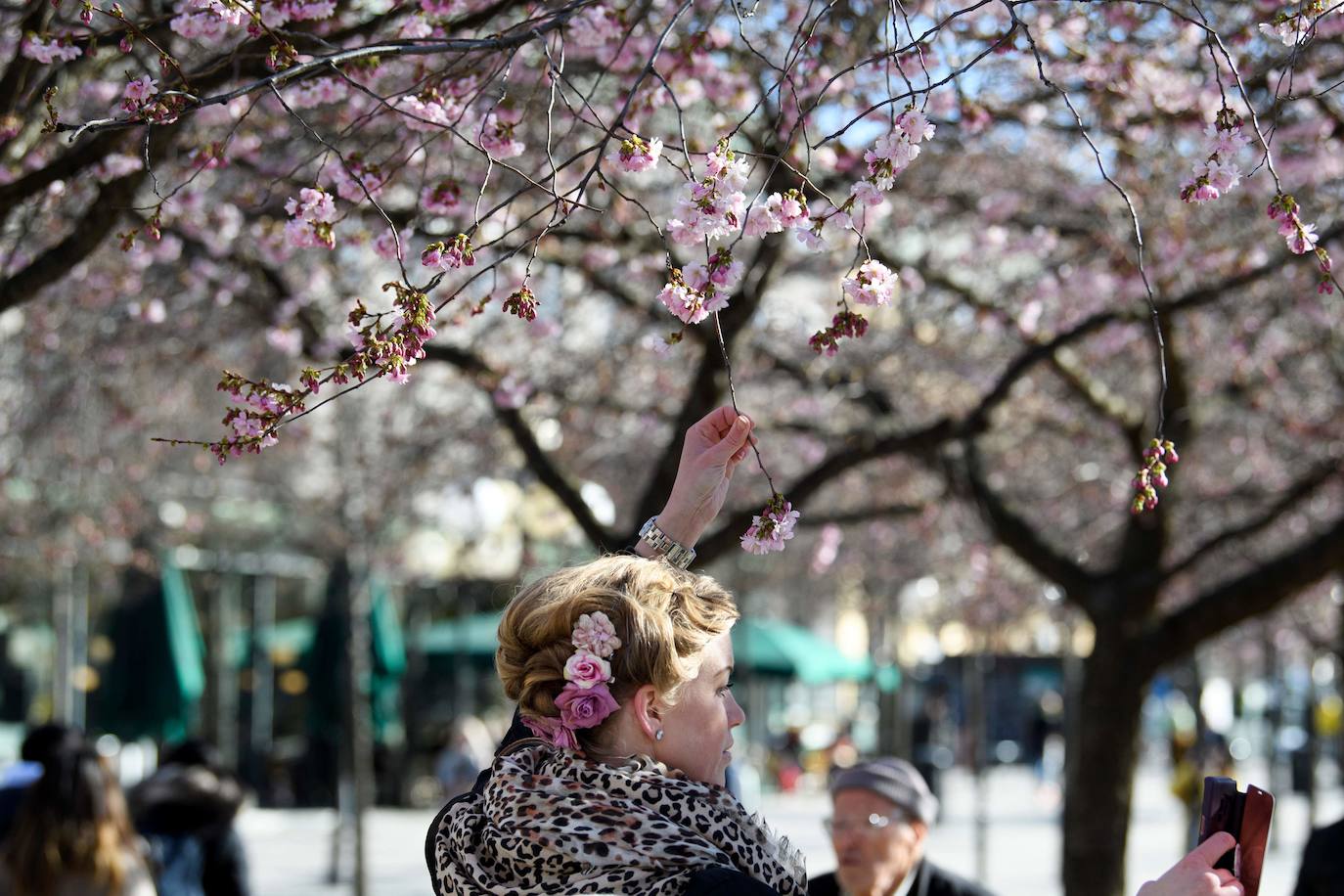 Japón, Alemania, Suecia y Estados Unidos, entre otros lugares del mundo, disfrutan ya de este maravilloso espectáculo natural que se da entre finales de marzo y principios de abril.