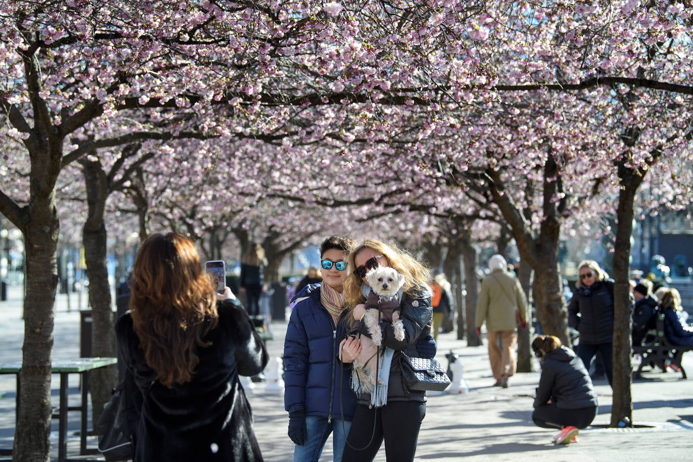 Japón, Alemania, Suecia y Estados Unidos, entre otros lugares del mundo, disfrutan ya de este maravilloso espectáculo natural que se da entre finales de marzo y principios de abril.