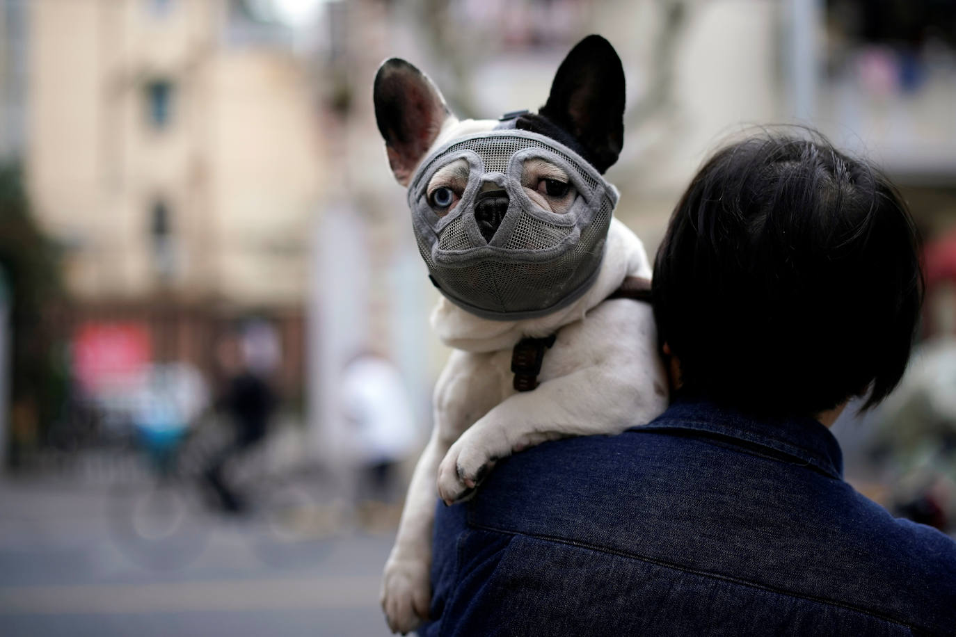 La Organización Mundial de la Salud (OMS) ha confirmado que los animales no transmiten el temido coronavirus y a día de hoy, tener un perro se ha convertido en la envidia del vecindario al poder salir a la calle a pasearlo. La crisis del Covid-19 deja imágenes tan curiosas como estas del mundo animal.