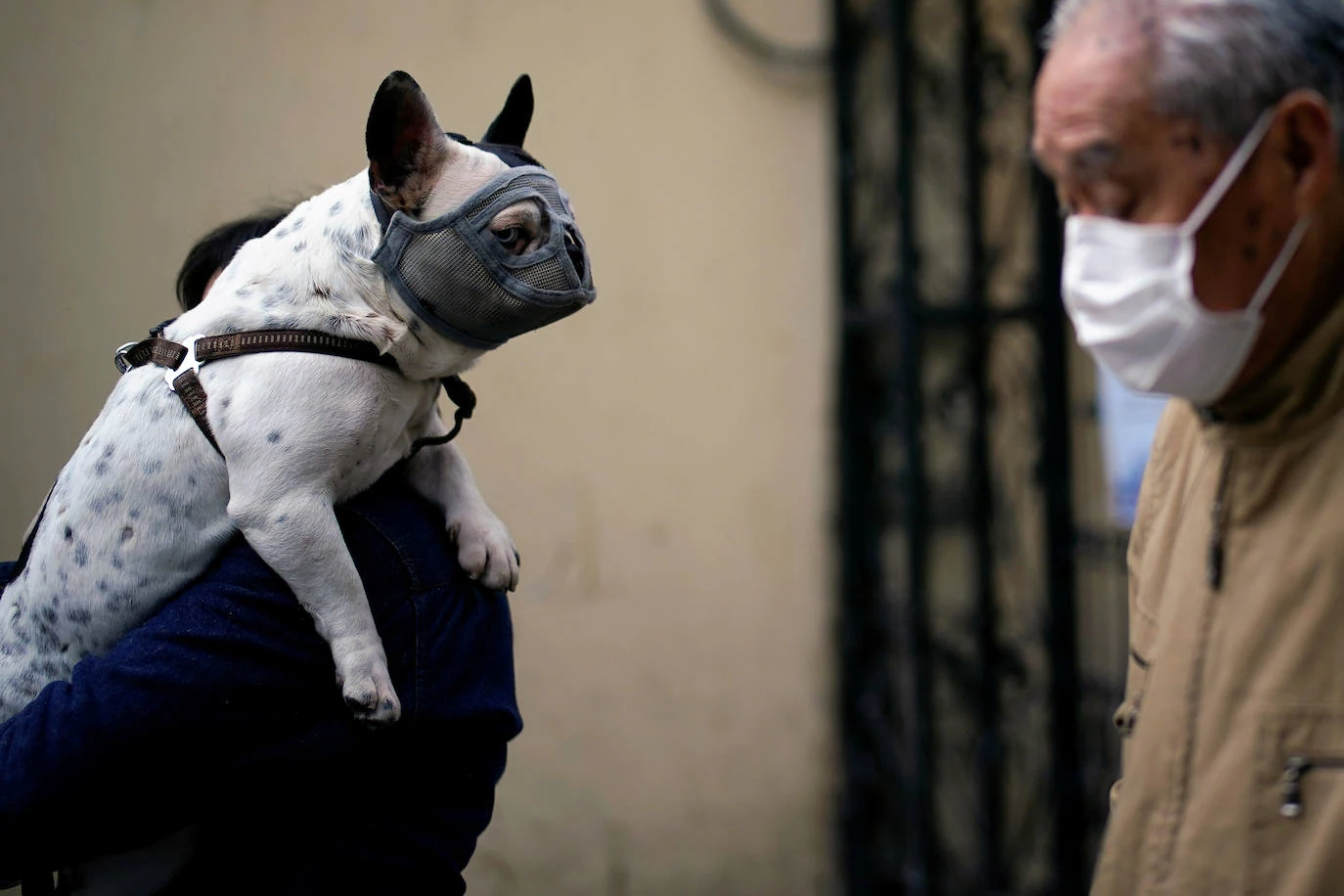 La Organización Mundial de la Salud (OMS) ha confirmado que los animales no transmiten el temido coronavirus y a día de hoy, tener un perro se ha convertido en la envidia del vecindario al poder salir a la calle a pasearlo. La crisis del Covid-19 deja imágenes tan curiosas como estas del mundo animal.