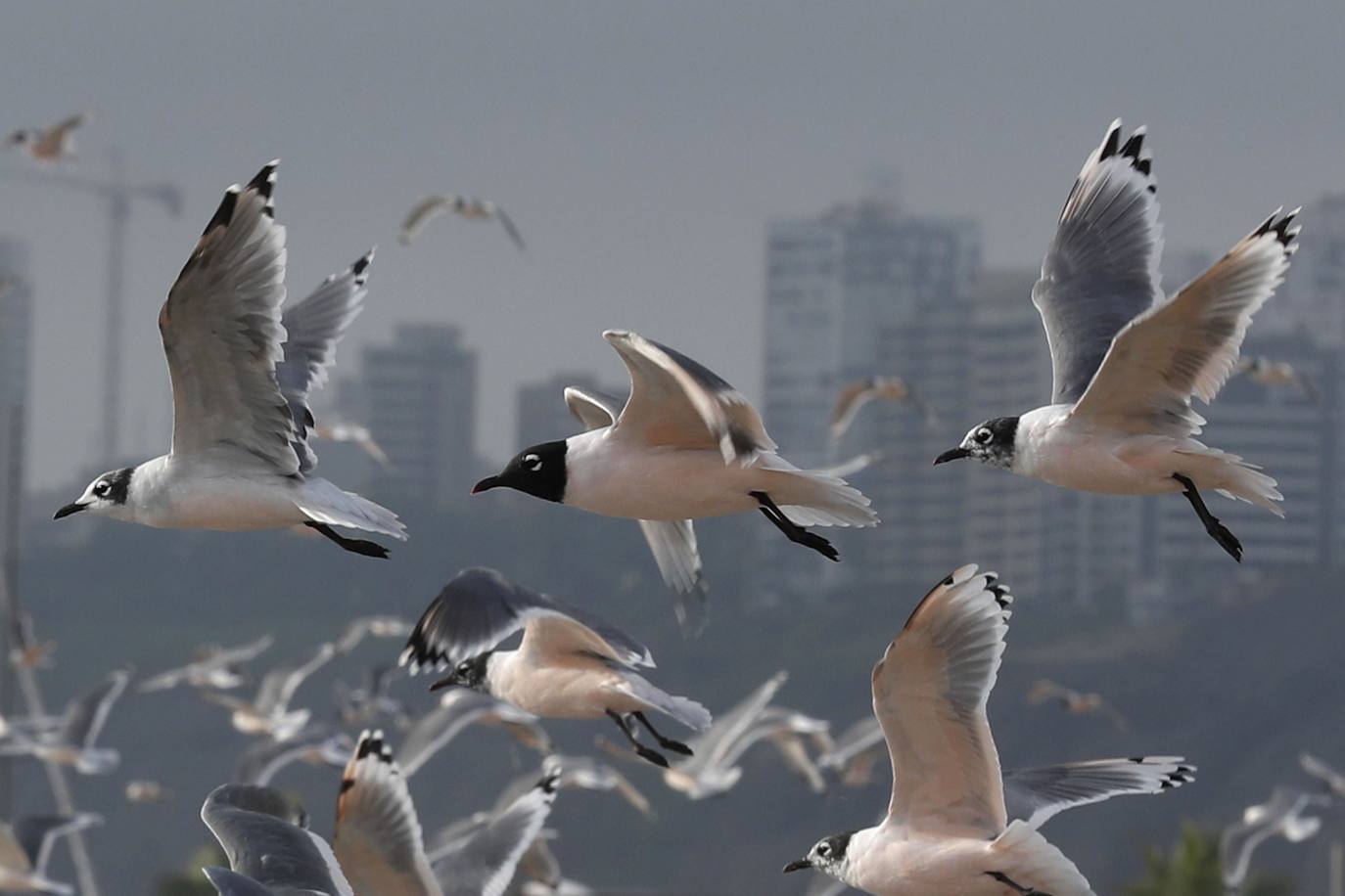 Gaviotas, cormoranes, pelícanos y piqueros, entre otras aves, han reconquistado las playas de Lima.