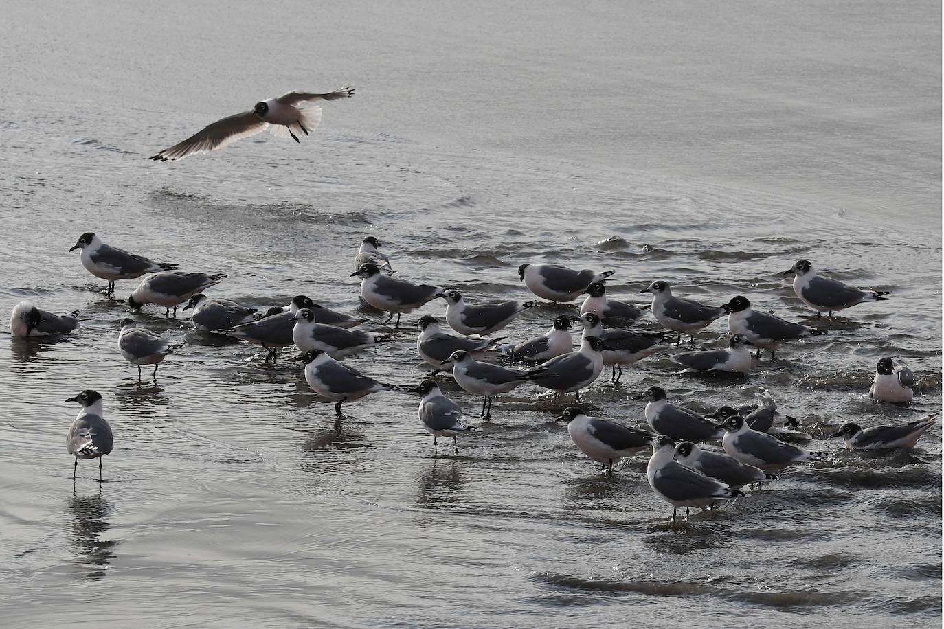 Gaviotas, cormoranes, pelícanos y piqueros, entre otras aves, han reconquistado las playas de Lima.