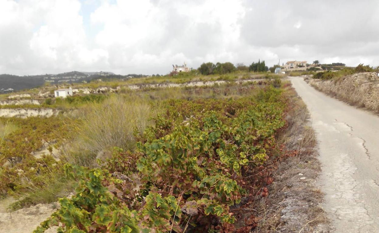 Viñedos en el término municipal de Teulada Moraira.