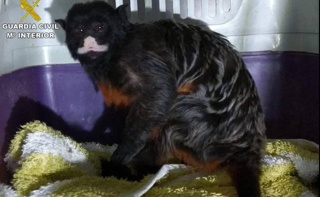 Mono rescatado de la especie Tamarino labiado.