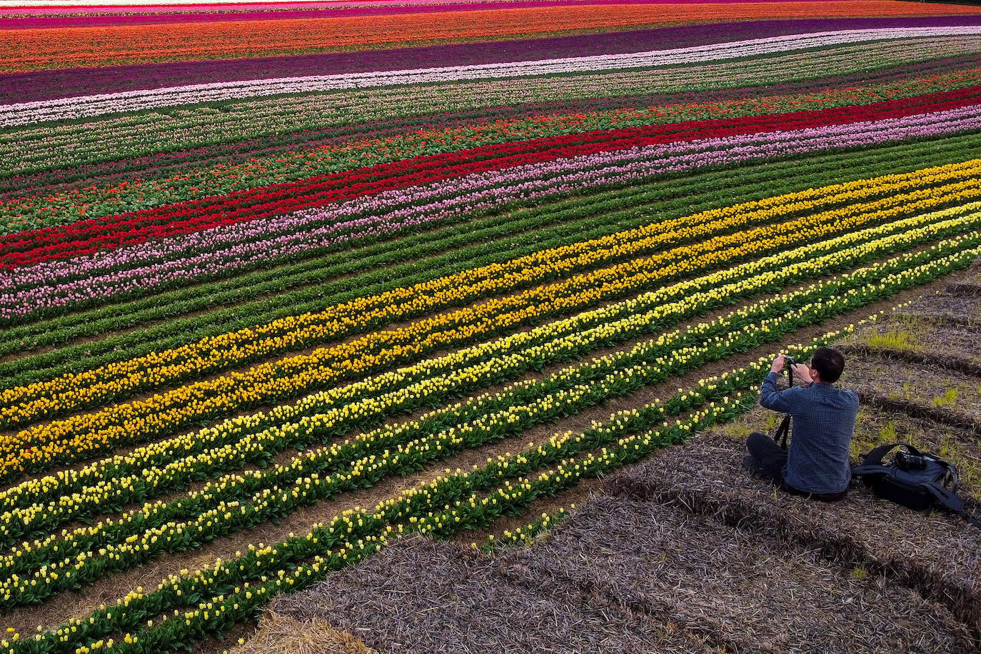 Grevenbroich, en Alemania, cuenta con 100 hectáreas donde reina el color. La primavera ha dejado una larga extensión de formas y tonalidades de todo tipo que se convierten anualmente en un reclamo para amantes de la fotografía y turistas. El colorido jardín es uno de los jardines naturales más grandes del mundo y sus flores configuran paisajes así de espectaculares.