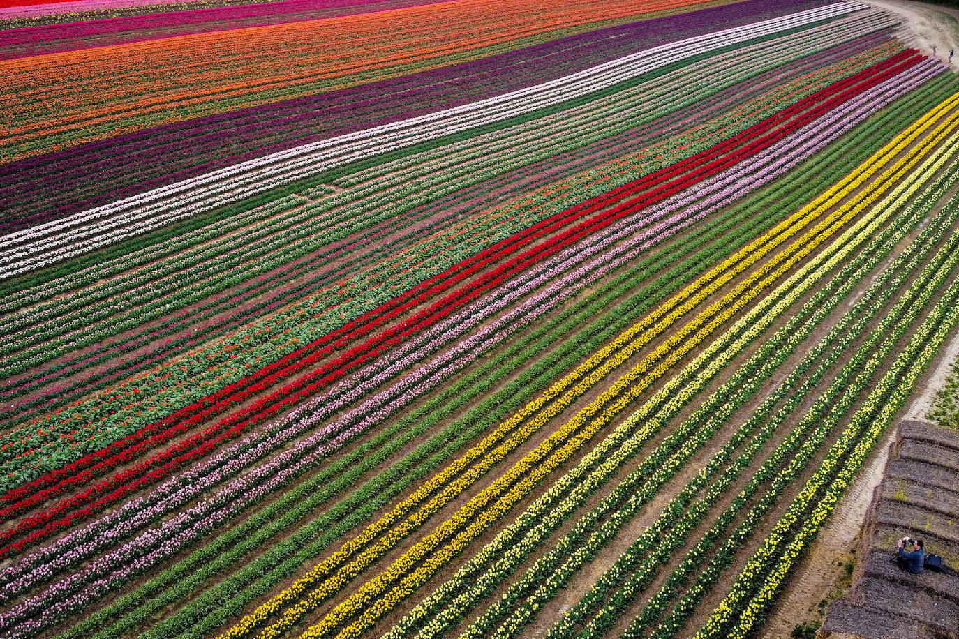 Grevenbroich, en Alemania, cuenta con 100 hectáreas donde reina el color. La primavera ha dejado una larga extensión de formas y tonalidades de todo tipo que se convierten anualmente en un reclamo para amantes de la fotografía y turistas. El colorido jardín es uno de los jardines naturales más grandes del mundo y sus flores configuran paisajes así de espectaculares.