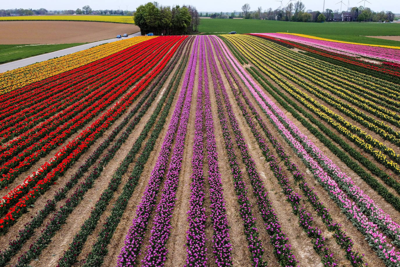 Grevenbroich, en Alemania, cuenta con 100 hectáreas donde reina el color. La primavera ha dejado una larga extensión de formas y tonalidades de todo tipo que se convierten anualmente en un reclamo para amantes de la fotografía y turistas. El colorido jardín es uno de los jardines naturales más grandes del mundo y sus flores configuran paisajes así de espectaculares.