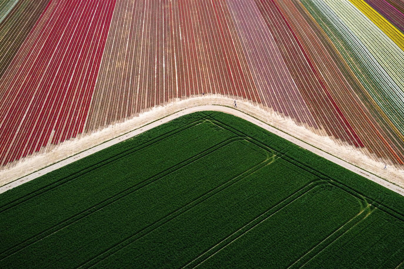 Grevenbroich, en Alemania, cuenta con 100 hectáreas donde reina el color. La primavera ha dejado una larga extensión de formas y tonalidades de todo tipo que se convierten anualmente en un reclamo para amantes de la fotografía y turistas. El colorido jardín es uno de los jardines naturales más grandes del mundo y sus flores configuran paisajes así de espectaculares.