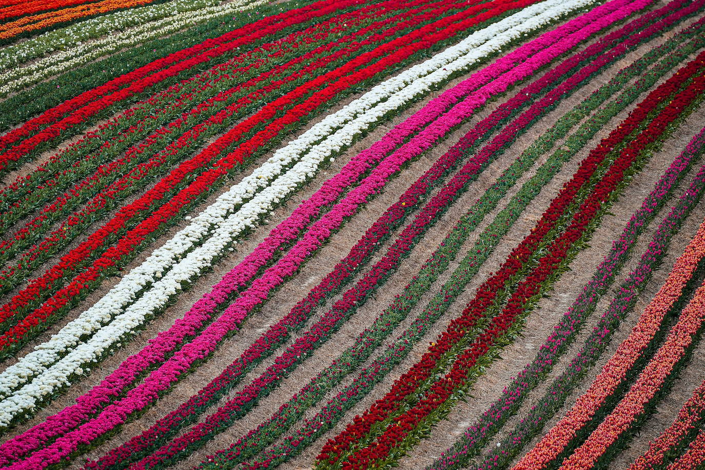 Grevenbroich, en Alemania, cuenta con 100 hectáreas donde reina el color. La primavera ha dejado una larga extensión de formas y tonalidades de todo tipo que se convierten anualmente en un reclamo para amantes de la fotografía y turistas. El colorido lugar es uno de los jardines naturales más grandes del mundo y sus flores configuran paisajes así de espectaculares.