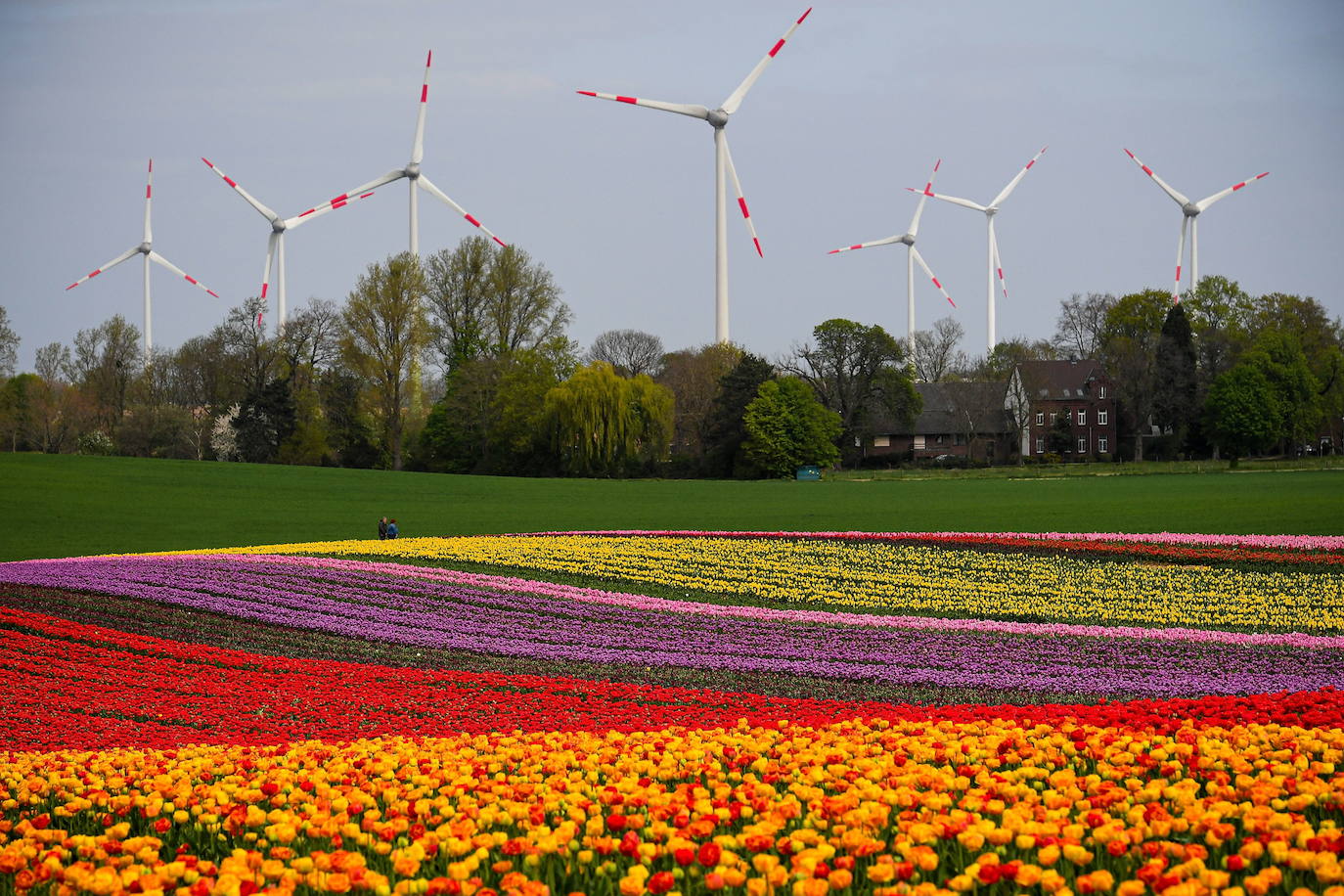 Grevenbroich, en Alemania, cuenta con 100 hectáreas donde reina el color. La primavera ha dejado una larga extensión de formas y tonalidades de todo tipo que se convierten anualmente en un reclamo para amantes de la fotografía y turistas. El colorido jardín es uno de los jardines naturales más grandes del mundo y sus flores configuran paisajes así de espectaculares.